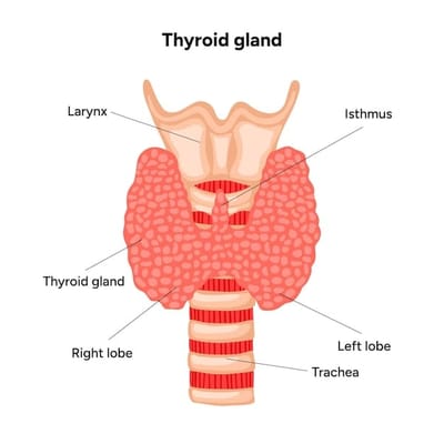 The Thyroid Whisper: Why This Tiny Gland Affects Your Whole Life - A Physician’s Perspective