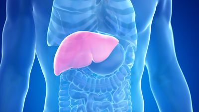 Your Liver’s Hidden Language: Early Signs of Trouble
