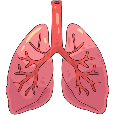 Breathing Deep: Why Your Lungs Are More Than Just Air Sacs