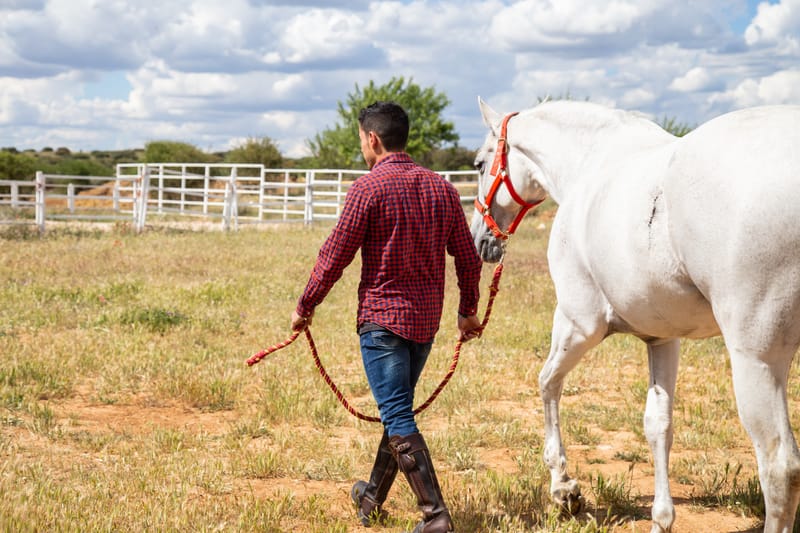 Pferdebasiertes Training