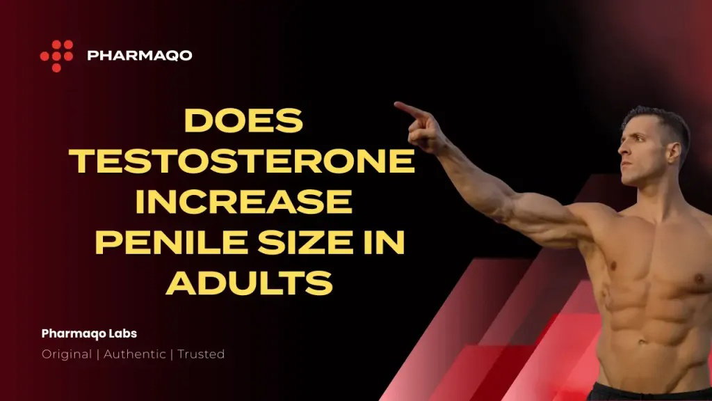 Does Testosterone Affect Penis Size in Adults? Myths vs Reality