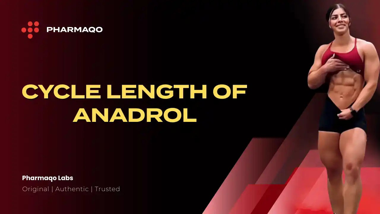 Anadrol Cycle Length Explained in Simple Terms