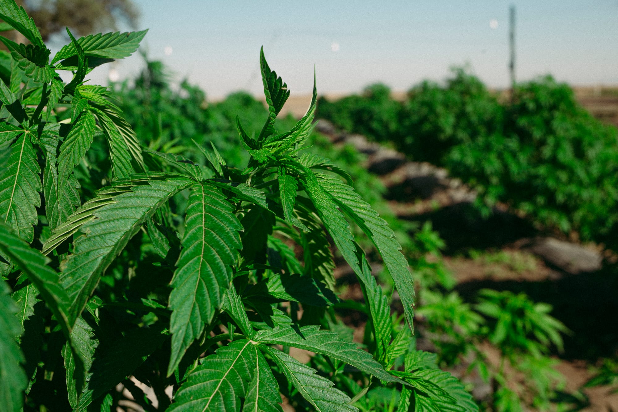1) Cannabis medicinal de grado farmacéutico