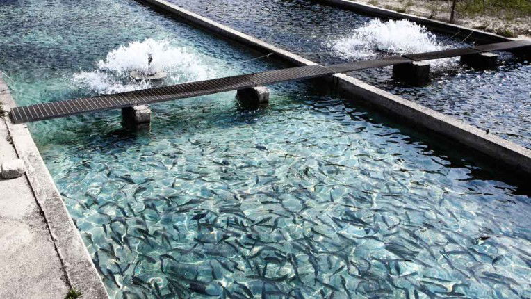 Acuicultura (cría, recría y engorde de Pacú y peces nativos)