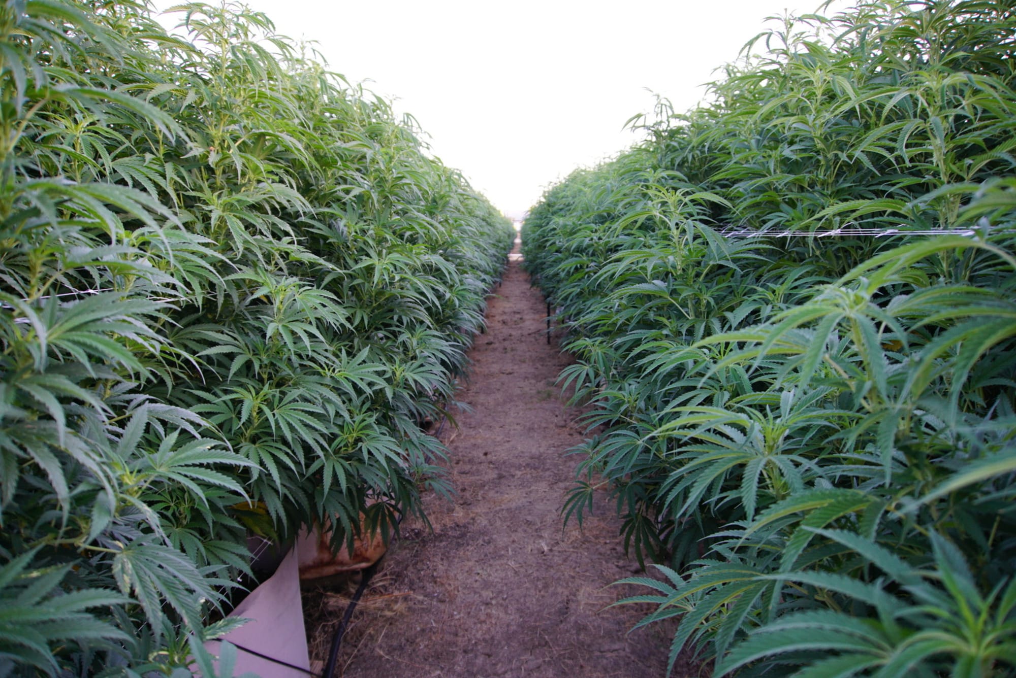 Cannabis medicinal