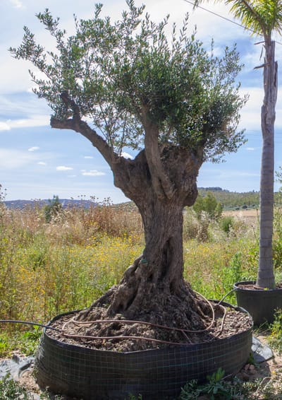 Welche Pflanzen werden angenommen