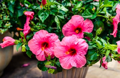 folgende Pflanzen lehnen wir ab