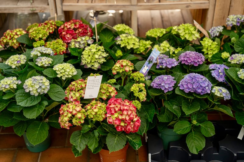 Bilder aus dem Laden an der Paradiesstrasse 