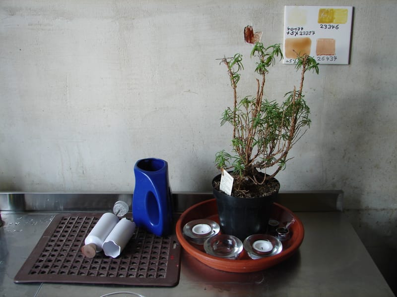 Sophie képei, fotóinstalláció