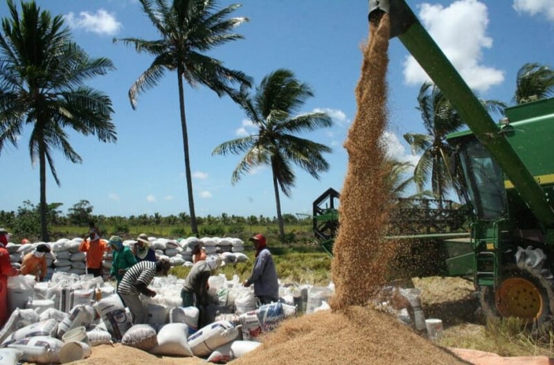 Ilha das Flores recebe reforço na rizicultura com liberação de escavadeira hidráulica.