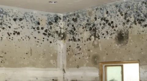 Professional Bathroom Mold Removal Services in Elmont, NY