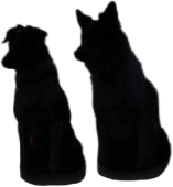 Patriotic Puppies
