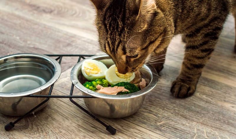 8 Consejos Clave para una Mejor Alimentación de tu Mascota
