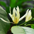 Feuille de magnolia