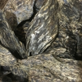 Bois d'agar du Laos