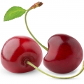 Cerise