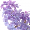 Lilas