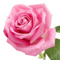 Rose de Turquie