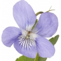 Violette