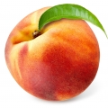 Pêche