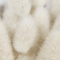 Musc blanc