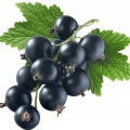 Cassis
