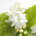 Jasmin Sambac