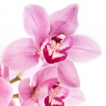 Orchidée