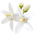 Fleur d'oranger de Tunisie