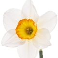 Narcisse