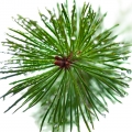 Pin