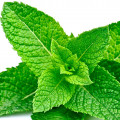 Menthe