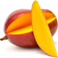 mangue