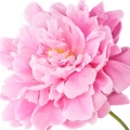 Pivoine