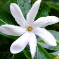 Fleur de tiaré