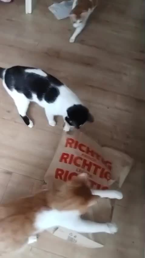 Katzen Video thumbnail