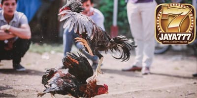 Experience the Thrill of Cockfighting Online