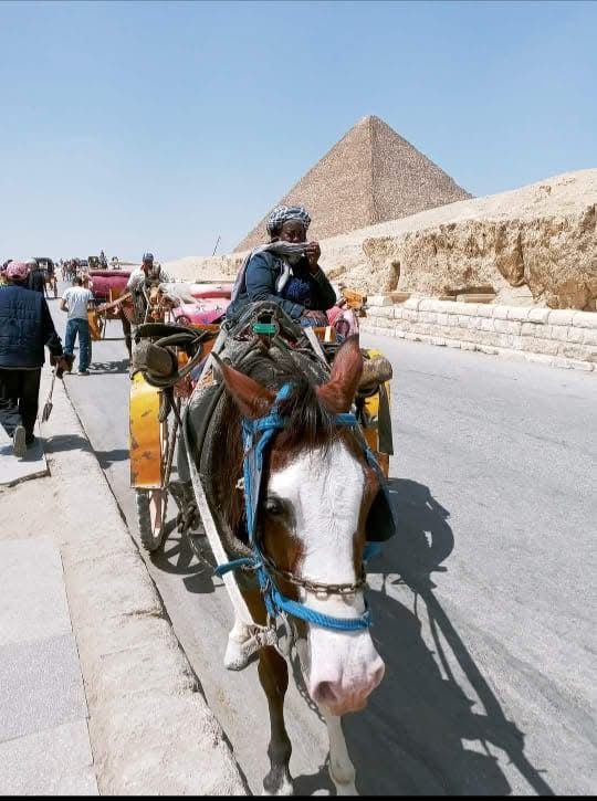 GIZA Egypt 🇪🇬  I read about this in school! 