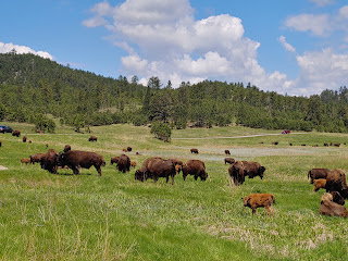 Podcast: The Passing of the Buffalo