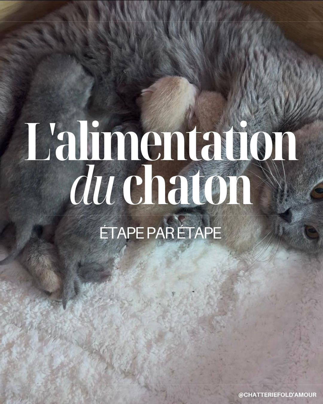 L'alimentation du chaton : étape par étape