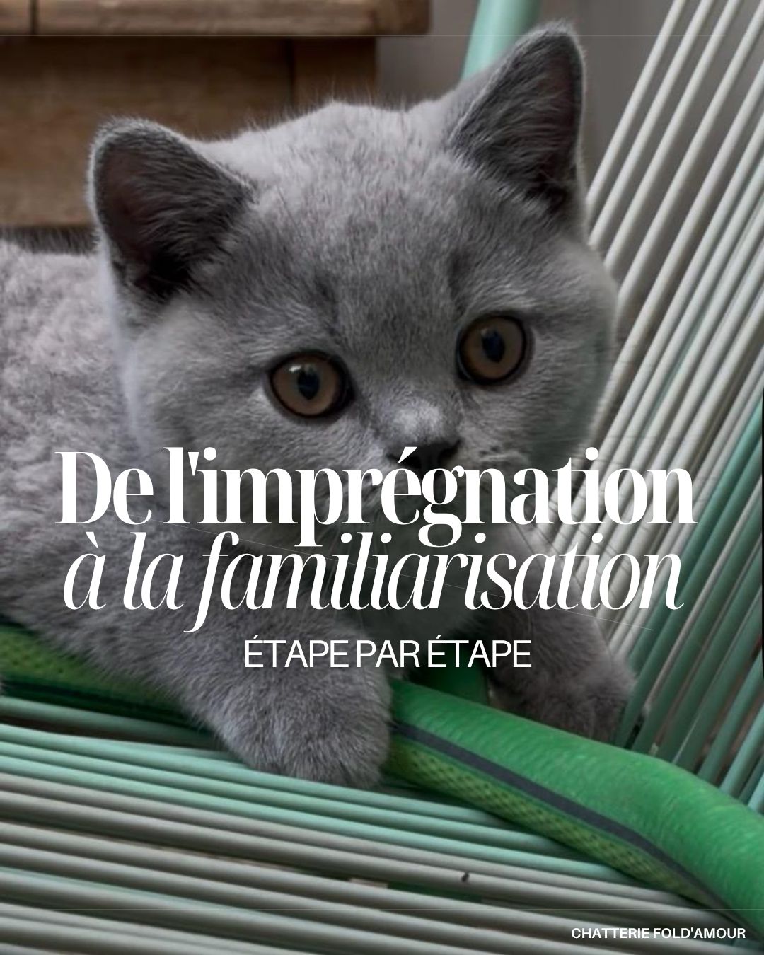 De l'imprégnation à la familiarisation