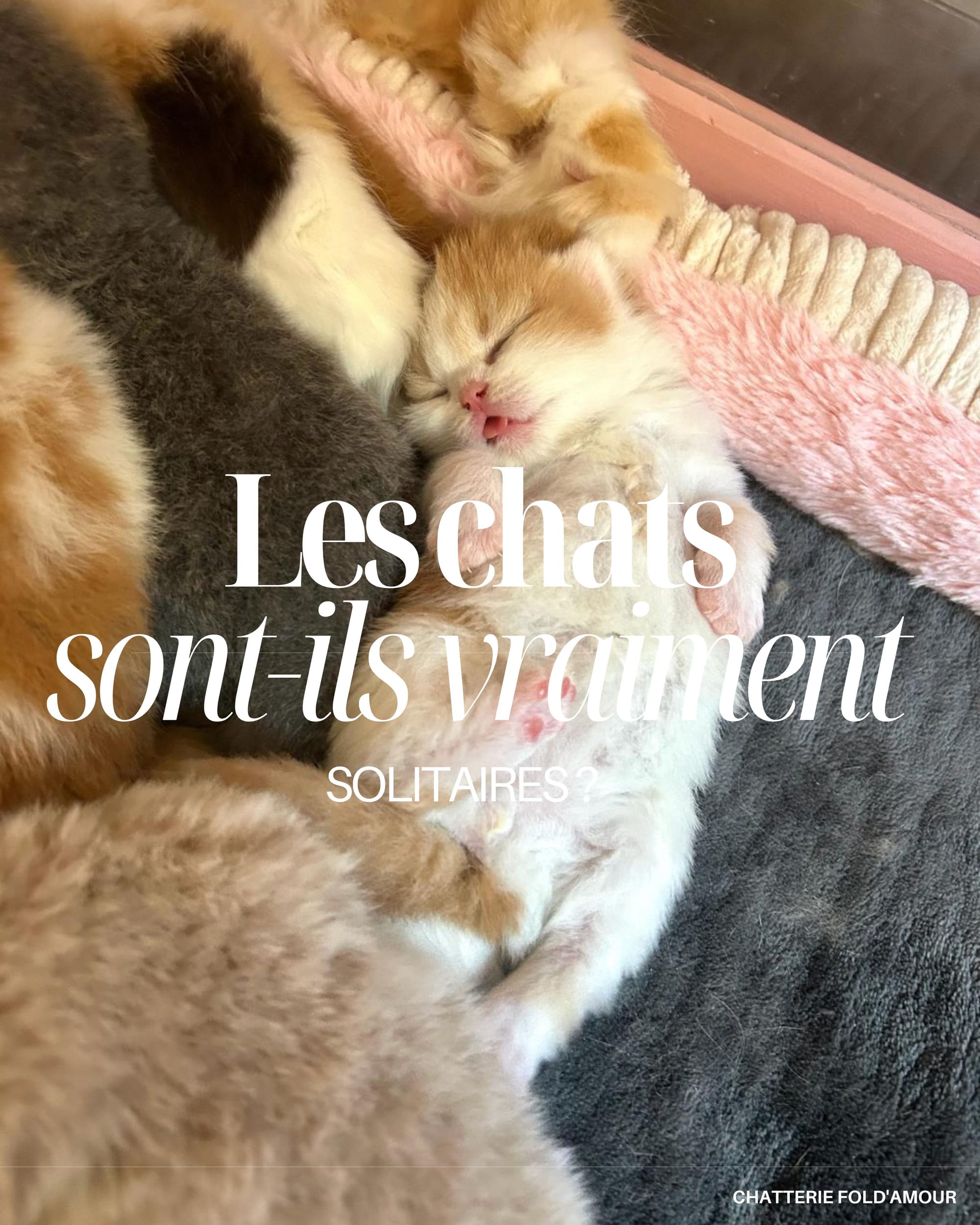 Les chats sont-ils vraiment solitaires ?
