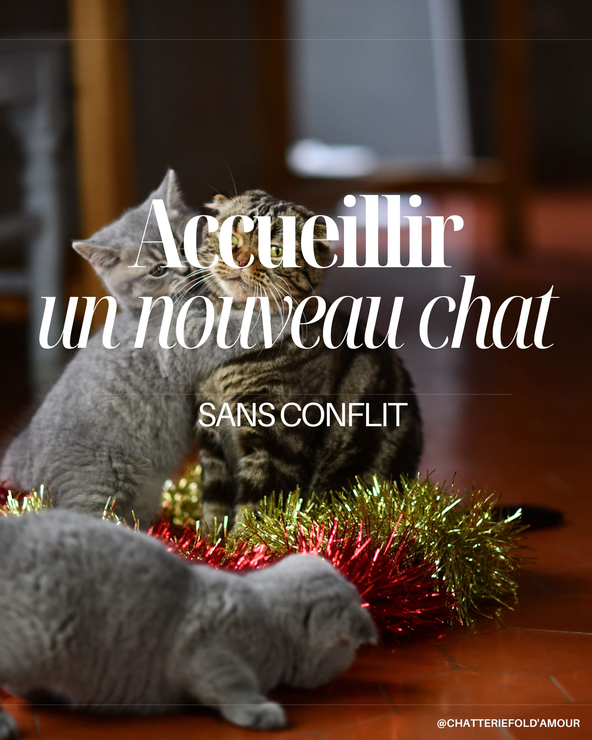 Accueillir un nouveau chat sans conflit