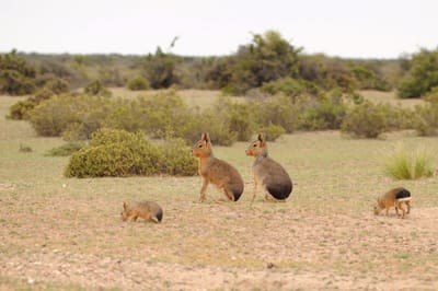 Observación de fauna salvaje desde otra perspectiva