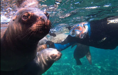 Snorkel con lobos marinos en Puerto Madryn: una experiencia única en Argentina