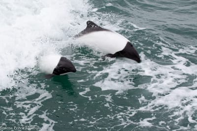Avistaje de toninas en Puerto Rawson: guía completa 2025