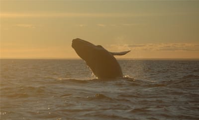 Avistaje de Ballenas en Puerto Madryn: Todo lo que tenés que saber antes de embarcar