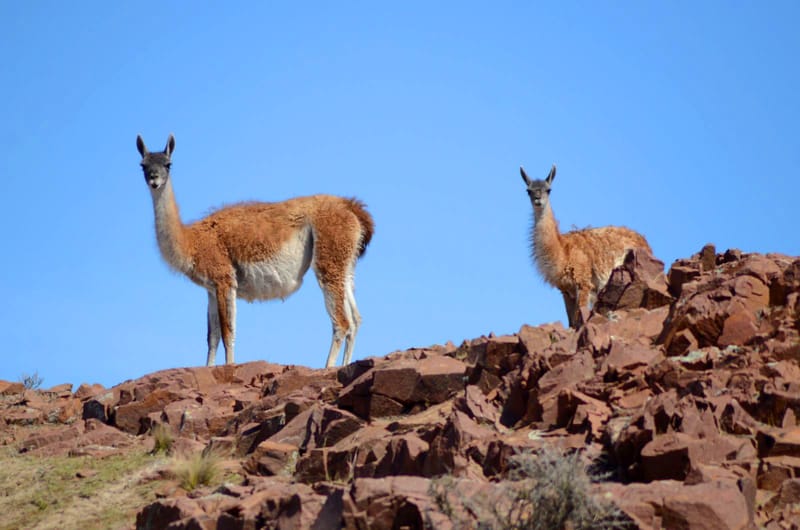 Puerto Madryn excursiones: Top 5 que no te podés perder