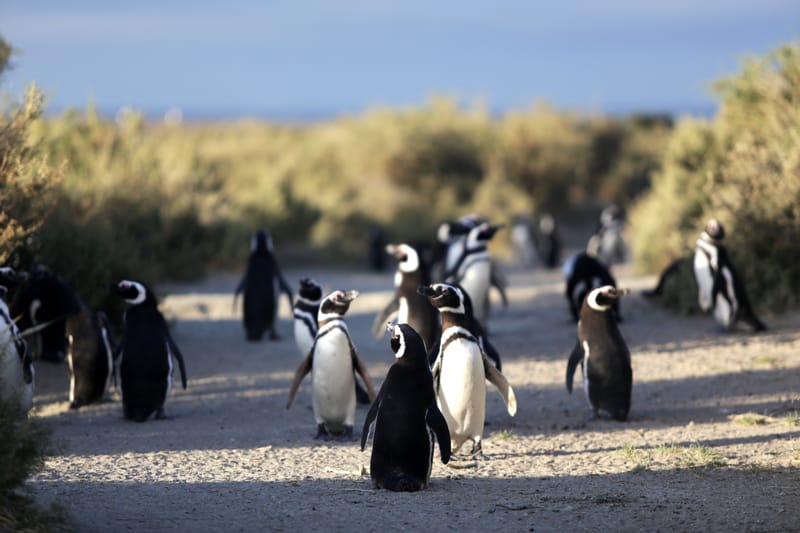 Punta Tombo 2025/26: temporada de pingüinos y cómo visitarla desde Puerto Madryn
