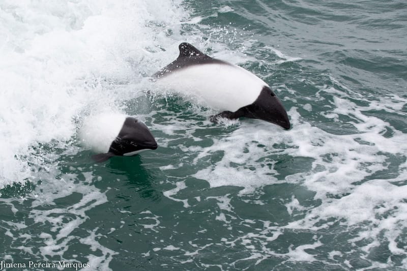 Avistaje de toninas en Puerto Rawson: guía completa 2025